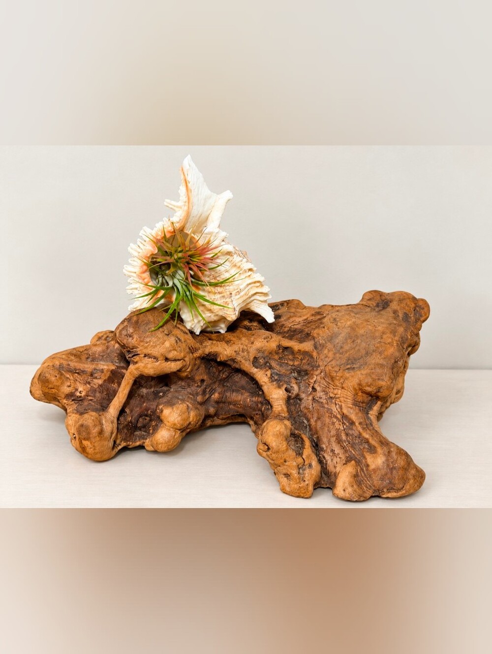 Gorgeous Burl | Large Murex SeaShell | Great for Airplants or Coastal Decor